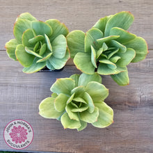 Load image into Gallery viewer, Echeveria 'Peach Pride' Silk Variegata