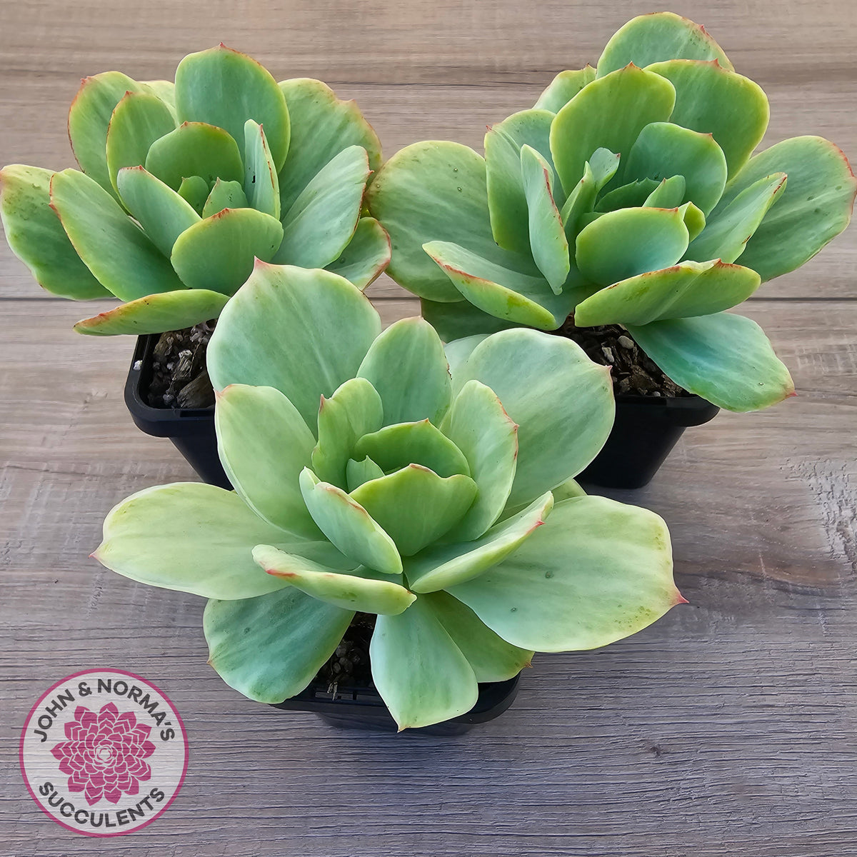 Echeveria 'Peach Pride' Silk Variegata