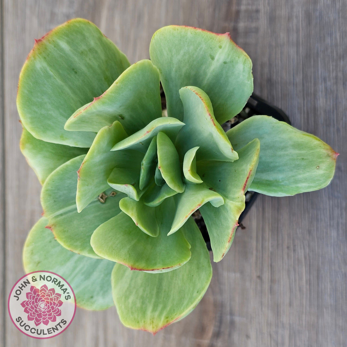 Echeveria 'Peach Pride' Silk Variegata
