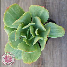 Load image into Gallery viewer, Echeveria 'Peach Pride' Silk Variegata