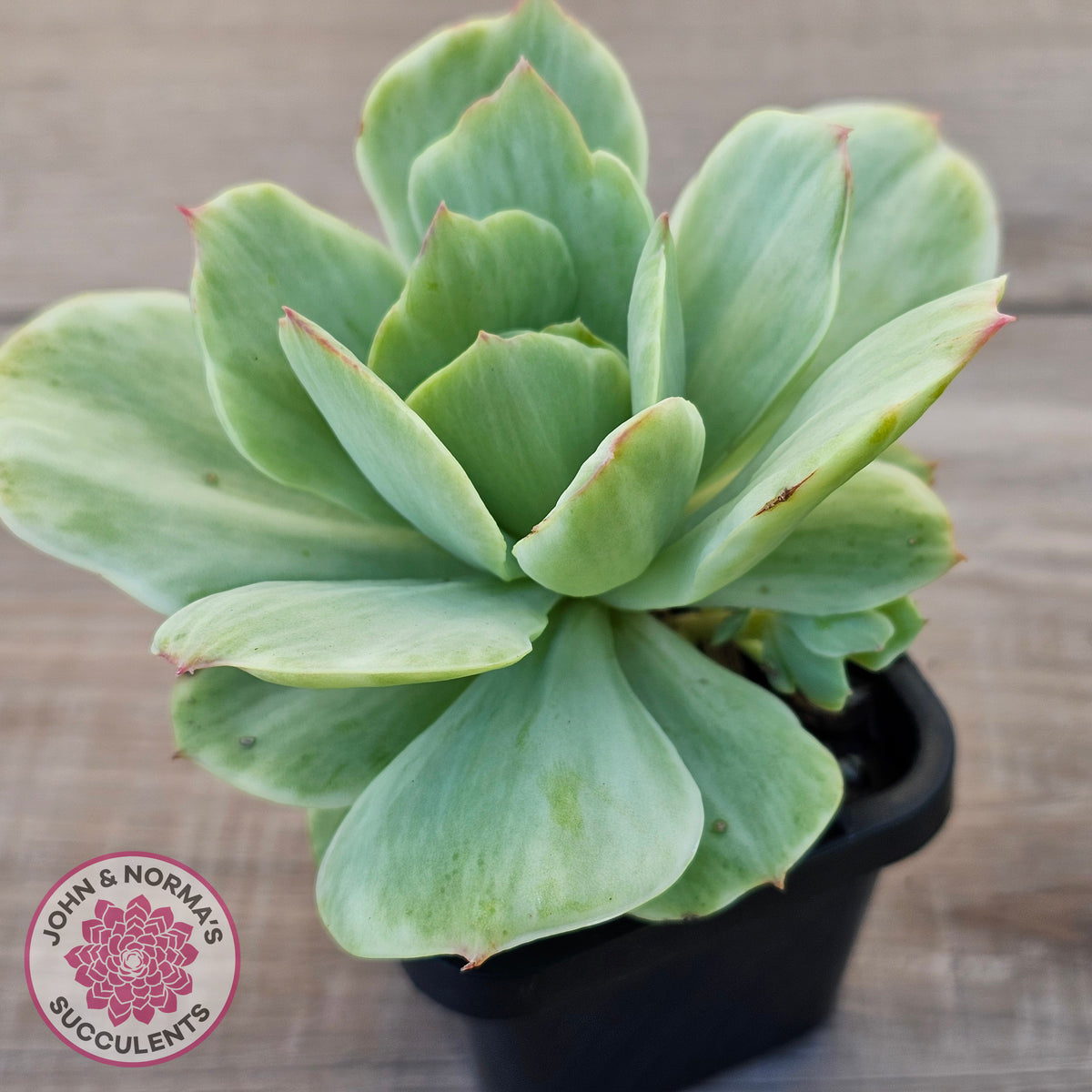Echeveria 'Peach Pride' Silk Variegata