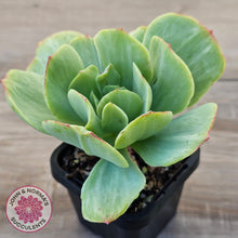 Load image into Gallery viewer, Echeveria 'Peach Pride' Silk Variegata