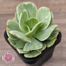 Load image into Gallery viewer, Echeveria 'Peach Pride' variegata