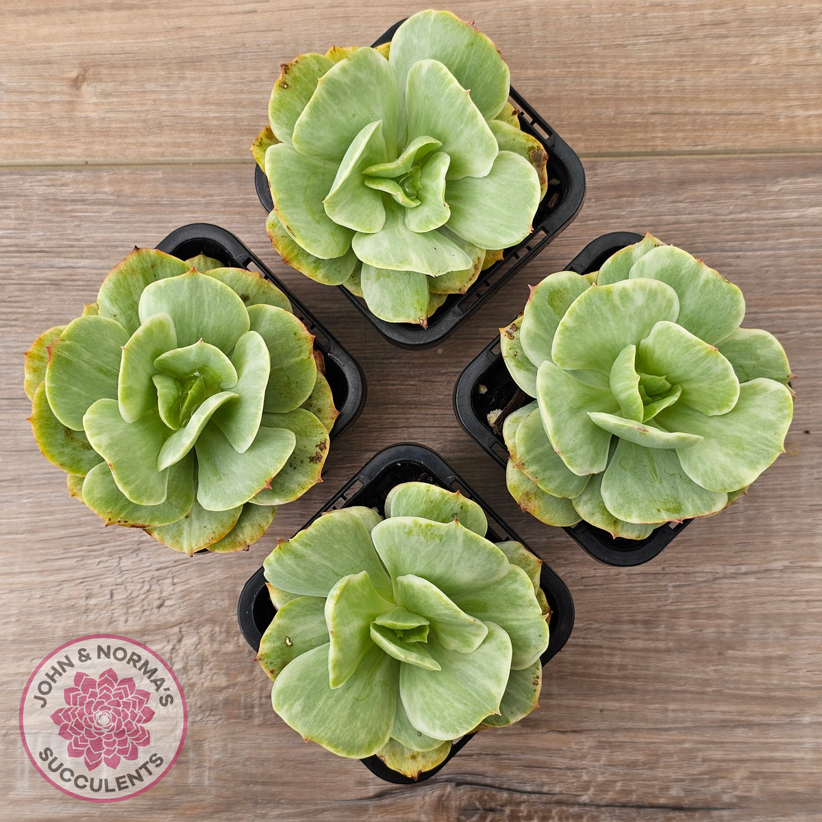 Echeveria 'Peach Pride' Silk Variegata