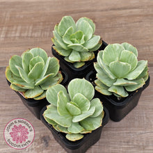 Load image into Gallery viewer, Echeveria 'Peach Pride' variegata