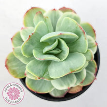 Load image into Gallery viewer, Echeveria 'Peach Pride' variegata - John & Norma's Succulents Australia