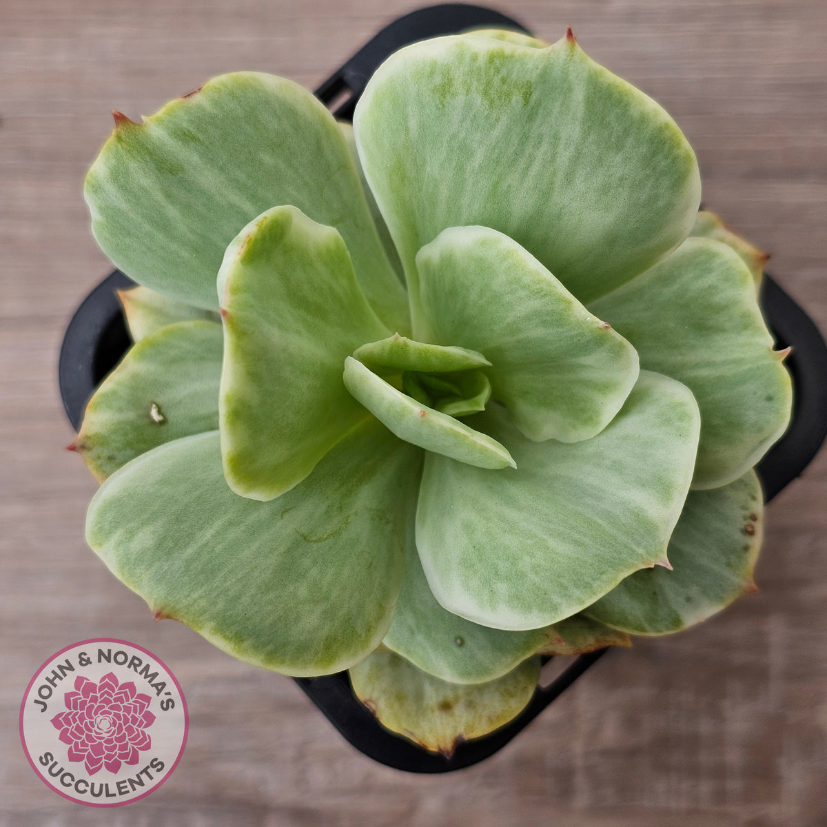 Echeveria 'Peach Pride' Silk Variegata