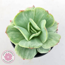Load image into Gallery viewer, Echeveria 'Peach Pride' variegata - John & Norma's Succulents Australia