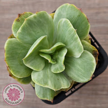Load image into Gallery viewer, Echeveria 'Peach Pride' Silk Variegata