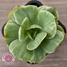 Load image into Gallery viewer, Echeveria 'Peach Pride' Silk Variegata