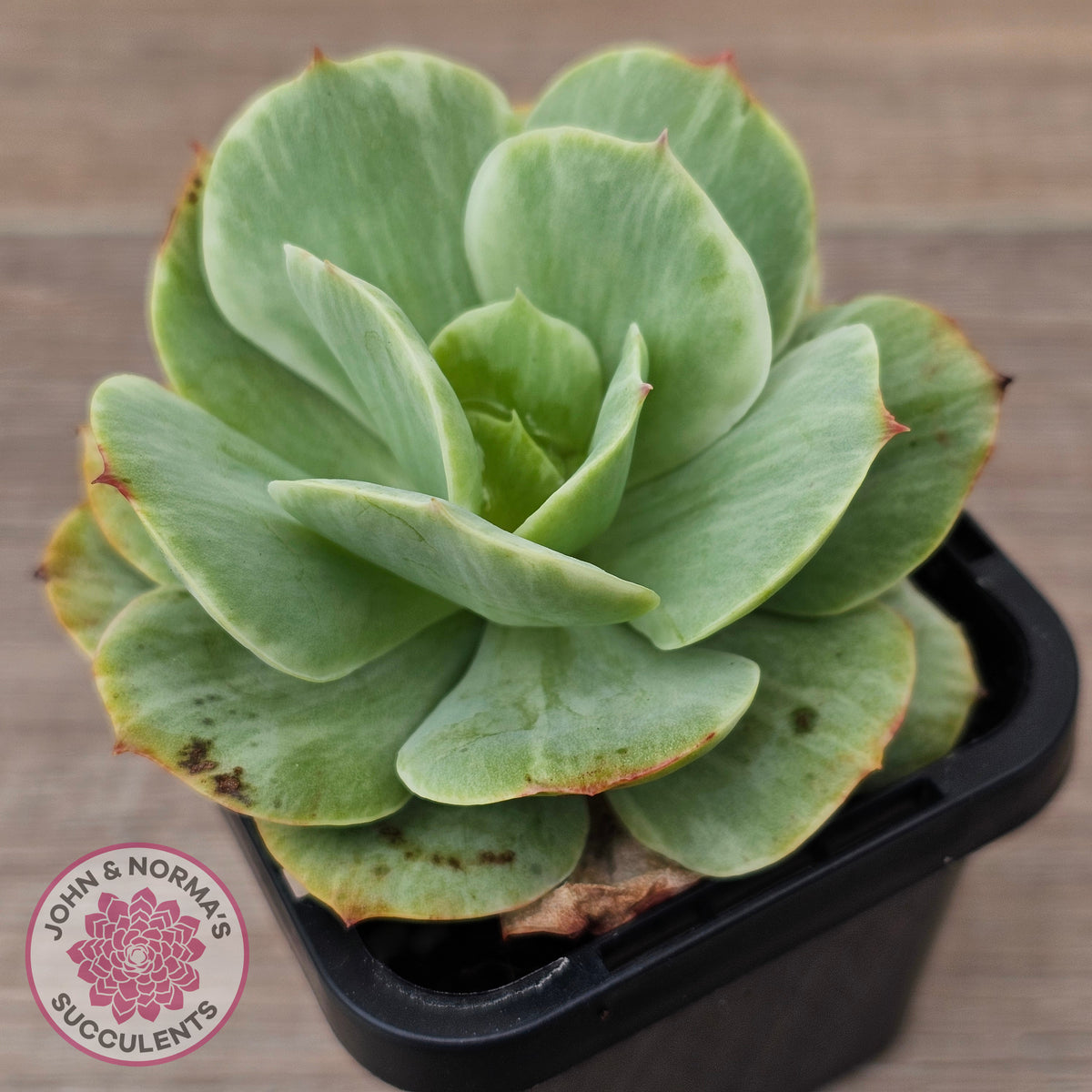 Echeveria 'Peach Pride' Silk Variegata