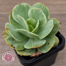 Load image into Gallery viewer, Echeveria 'Peach Pride' Silk Variegata