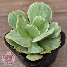 Load image into Gallery viewer, Echeveria 'Peach Pride' variegata