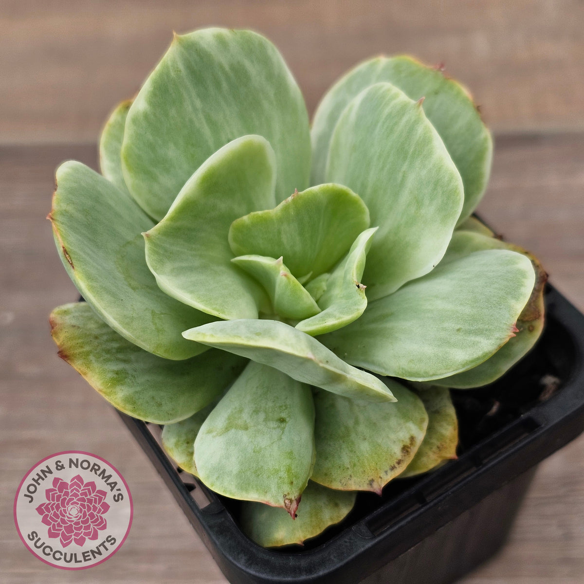 Echeveria 'Peach Pride' Silk Variegata