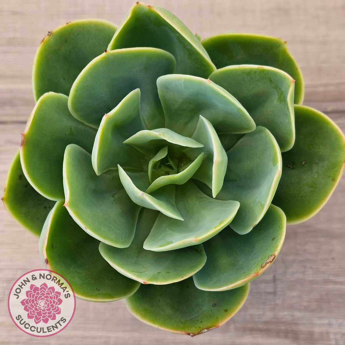 Echeveria 'Peach Pride'