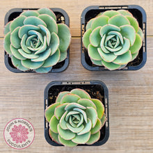 Load image into Gallery viewer, Echeveria Peaches and Cream