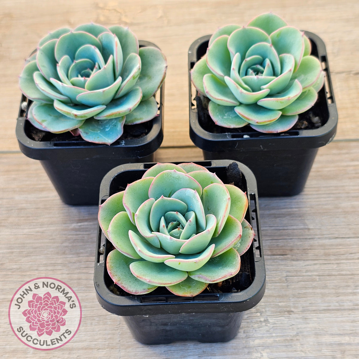 Echeveria Peaches and Cream