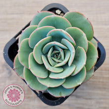 Load image into Gallery viewer, Echeveria Peaches and Cream