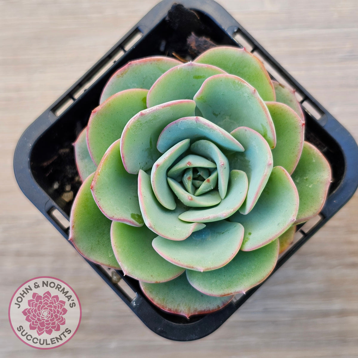 Echeveria Peaches and Cream