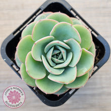 Load image into Gallery viewer, Echeveria Peaches and Cream