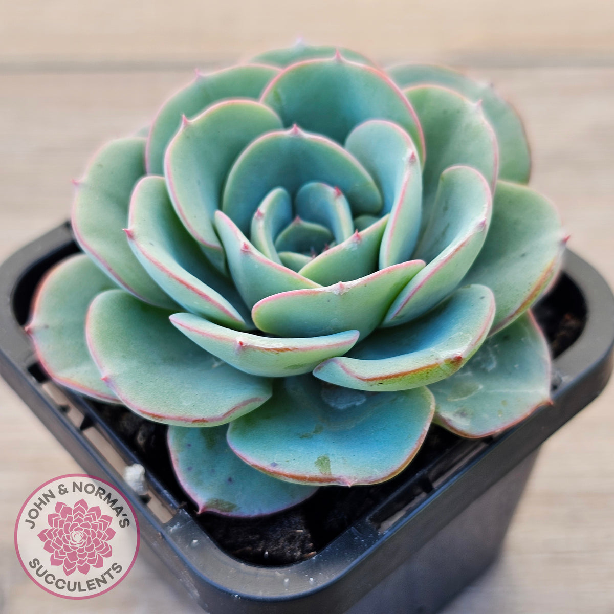Echeveria Peaches and Cream