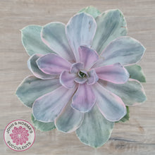 Load image into Gallery viewer, Echeveria Perle Von Nurnberg Variegata