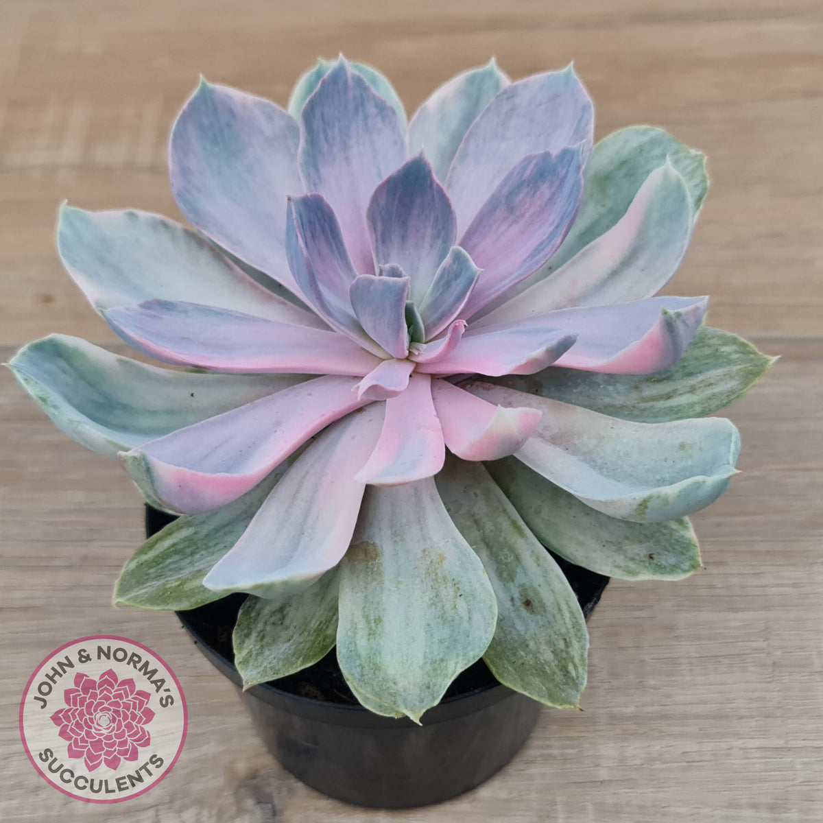 Echeveria Perle Von Nurnberg Variegata