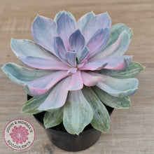 Load image into Gallery viewer, Echeveria Perle Von Nurnberg Variegata
