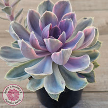 Load image into Gallery viewer, Echeveria Perle Von Nurnberg Variegata - (90mm Same Plant)