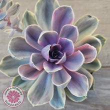 Load image into Gallery viewer, Echeveria Perle Von Nurnberg Variegata - (90mm Same Plant)