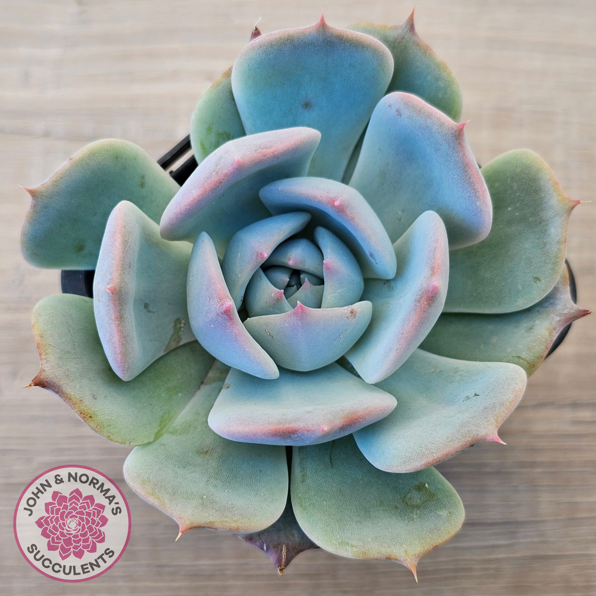 Echeveria 'Pikachu'