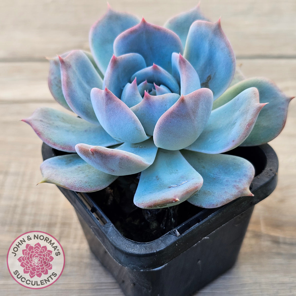 Echeveria 'Pikachu'