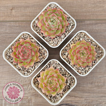 Load image into Gallery viewer, Echeveria 'Pink Bella'