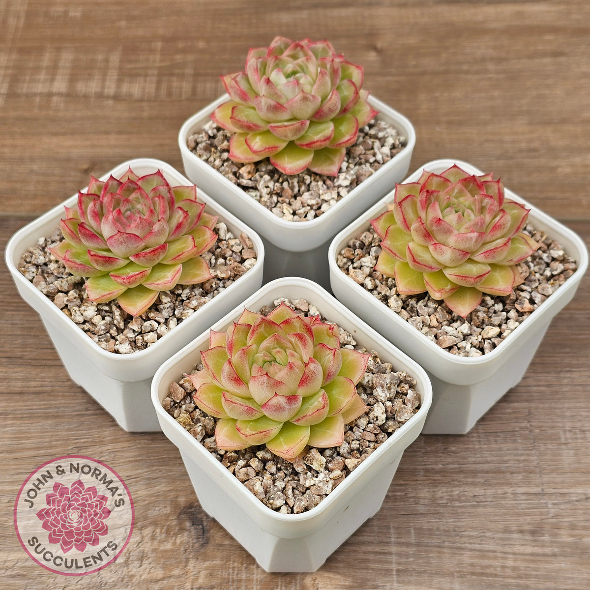 Echeveria 'Pink Bella'