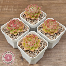 Load image into Gallery viewer, Echeveria 'Pink Bella'