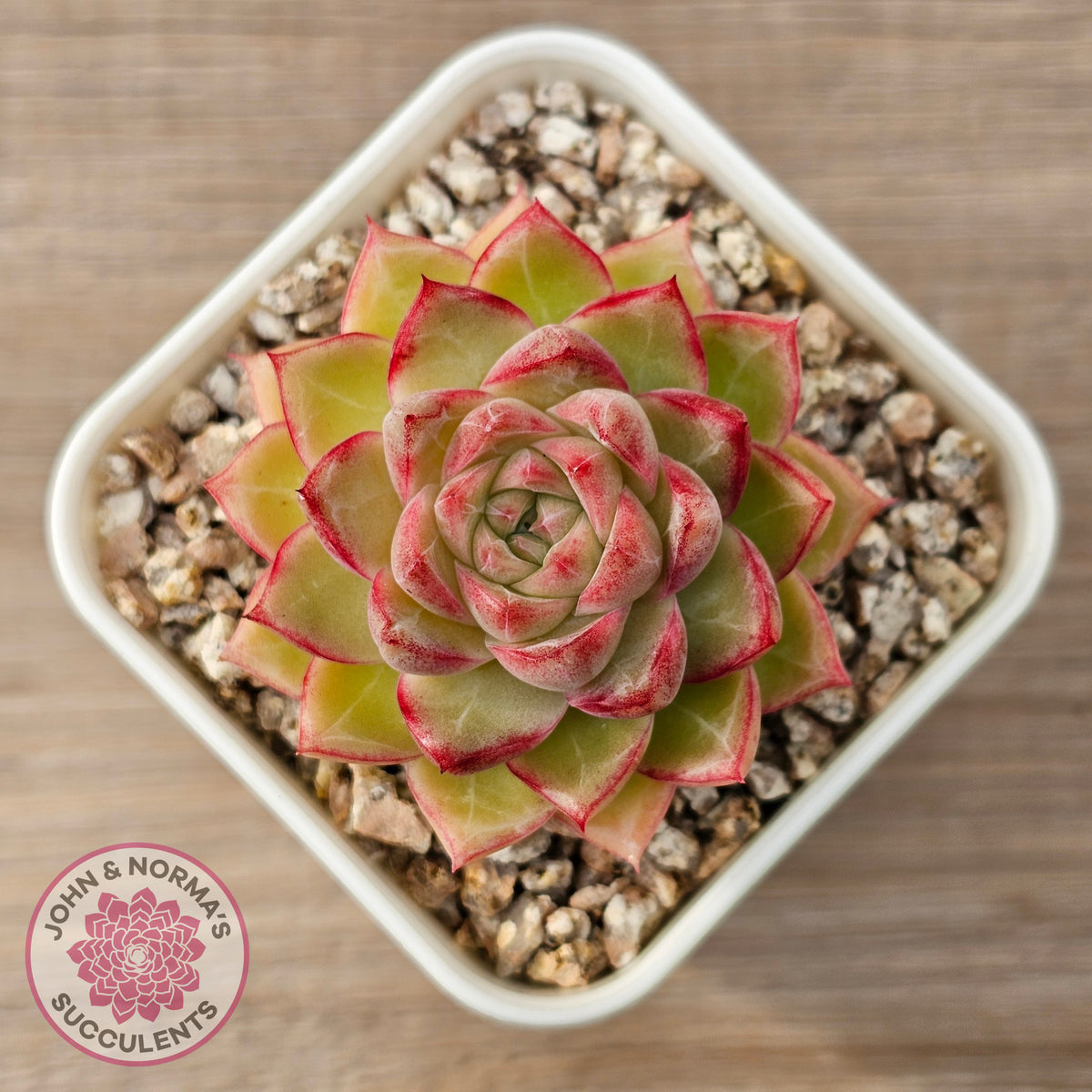 Echeveria 'Pink Bella'