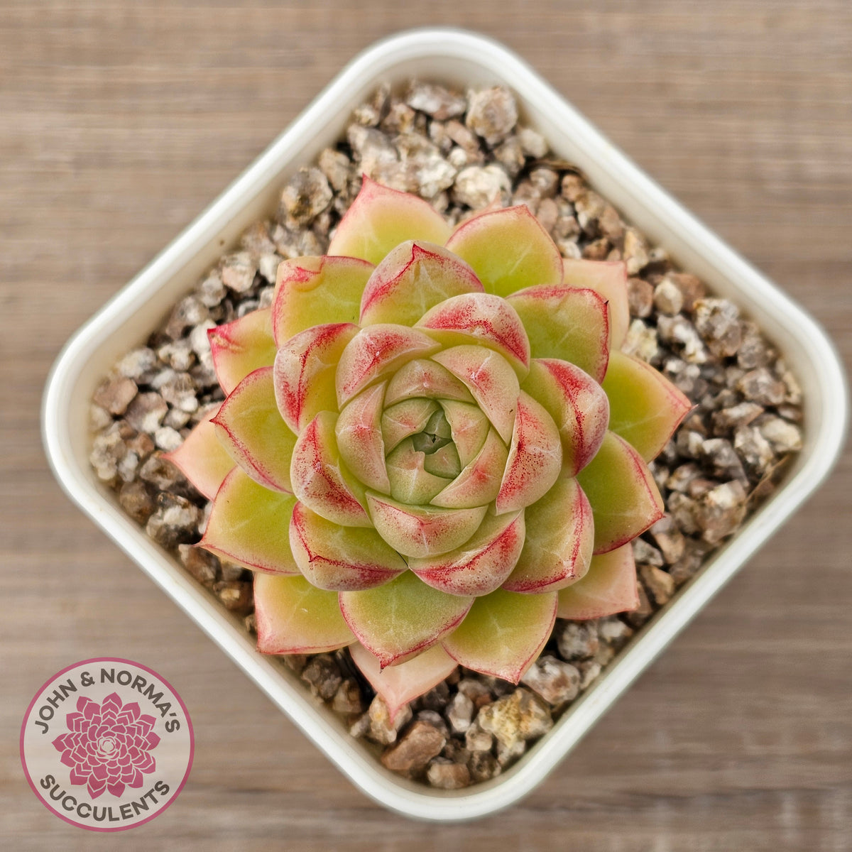 Echeveria 'Pink Bella'
