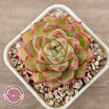 Load image into Gallery viewer, Echeveria 'Pink Bella'