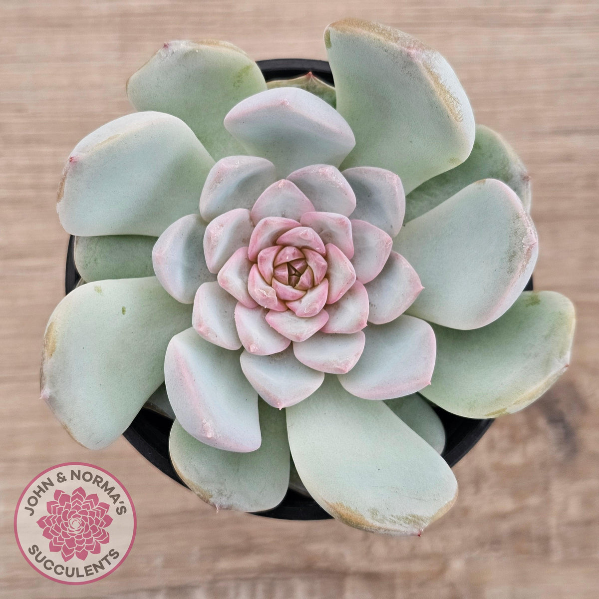Echeveria 'Pink Diamond'