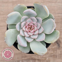 Load image into Gallery viewer, Echeveria 'Pink Diamond'