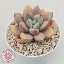 Load image into Gallery viewer, Echeveria 'Pink Donna' - John & Norma's Succulents Australia
