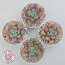 Load image into Gallery viewer, Echeveria 'Pink Donna' - John & Norma's Succulents Australia
