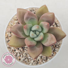 Load image into Gallery viewer, Echeveria 'Pink Donna' - John & Norma's Succulents Australia