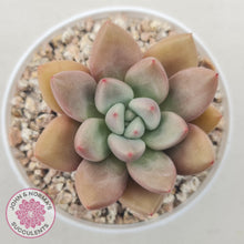 Load image into Gallery viewer, Echeveria 'Pink Donna' - John & Norma's Succulents Australia