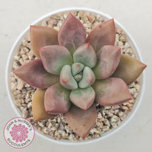 Load image into Gallery viewer, Echeveria 'Pink Donna' - John & Norma's Succulents Australia