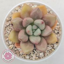 Load image into Gallery viewer, Echeveria 'Pink Donna' - John & Norma's Succulents Australia