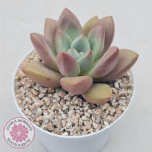 Load image into Gallery viewer, Echeveria 'Pink Donna' - John & Norma's Succulents Australia
