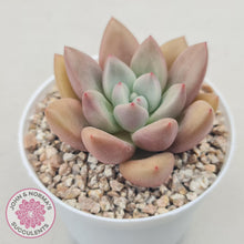Load image into Gallery viewer, Echeveria 'Pink Donna' - John & Norma's Succulents Australia