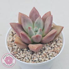 Load image into Gallery viewer, Echeveria 'Pink Donna' - John & Norma's Succulents Australia
