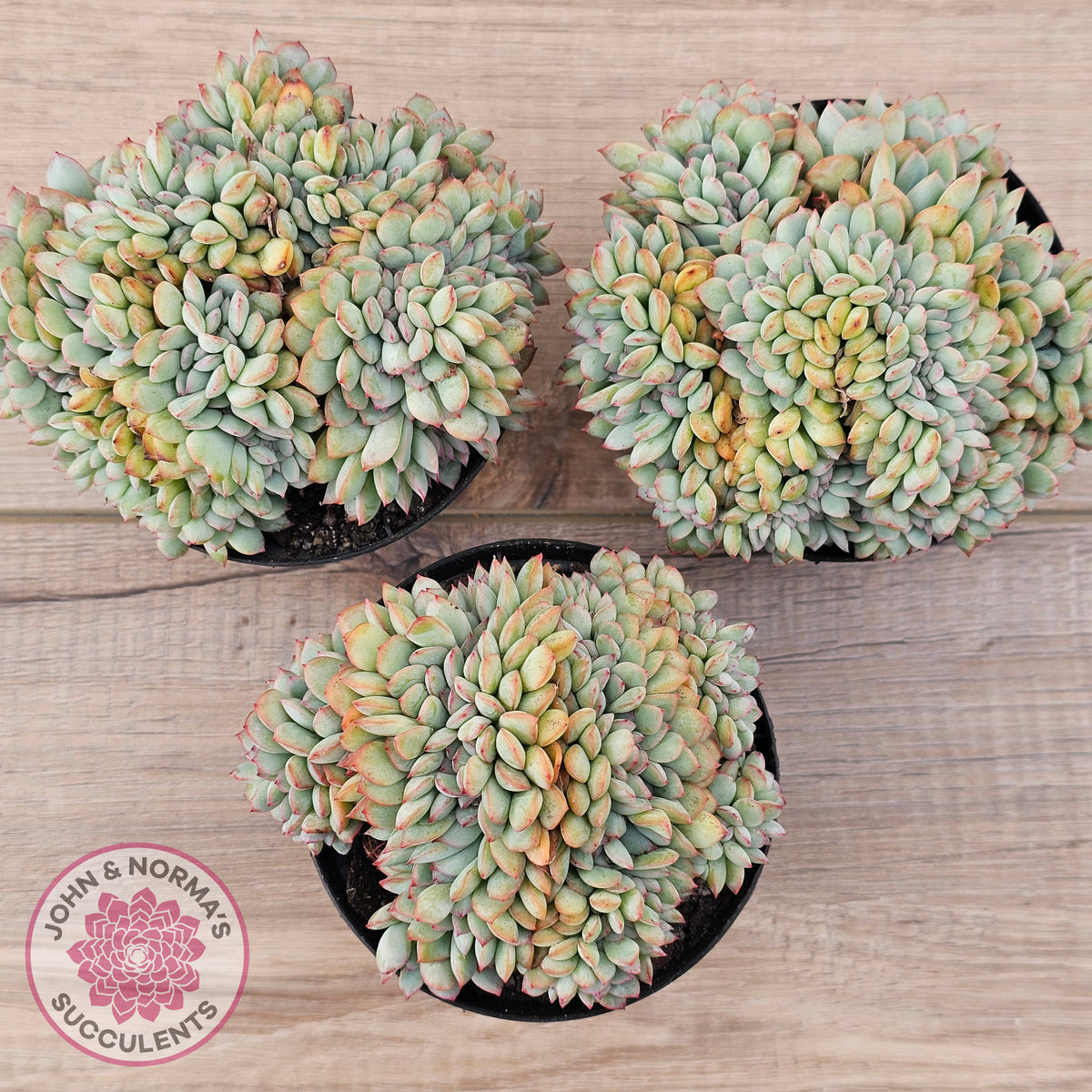 Echeveria 'Pink Edge' Crest